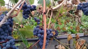 Сорт винограда Зилга после  осенних заморозков.