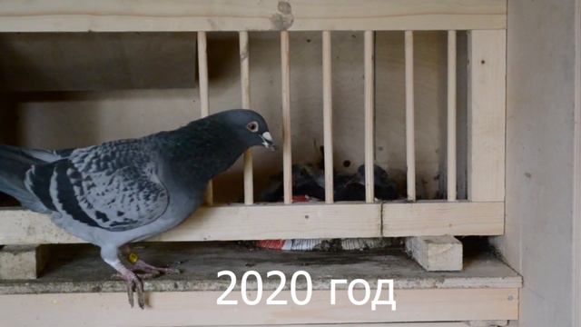 ЕГО ВЕЛИЧЕСТВО ГОЛУБЬ. А кто я? HIS MAJESTY THE DOVE.And who am I? смотреть онлайн