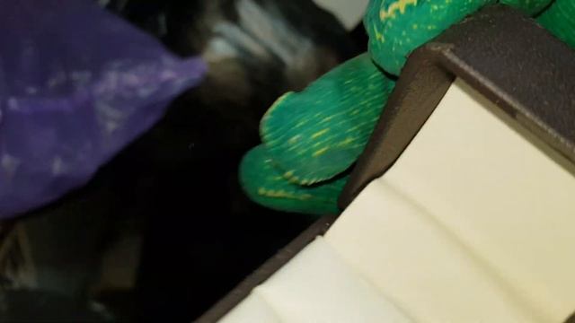 нашли СМАРТФОН ФОТОАППАРАТЫ на мусорке @мои находки смотреть онлайн