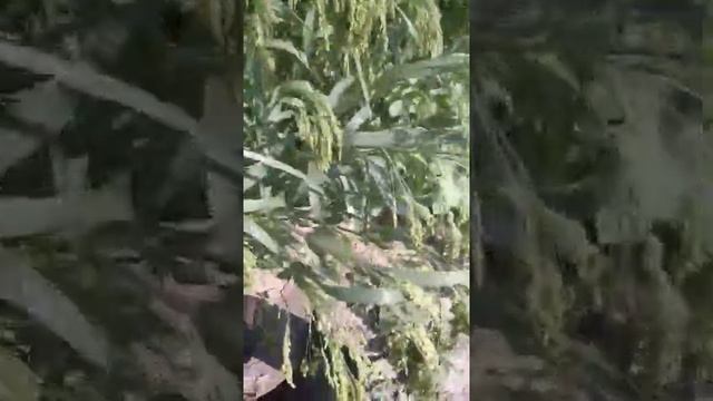 Просо Красное ультра скороспелое возможно Рекордный урожай заказать семена возможно смотреть онлайн