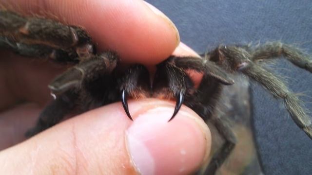 ПОЧЕМУ НЕЛЬЗЯ УБИВАТЬ ПАУКОВ? смотреть онлайн