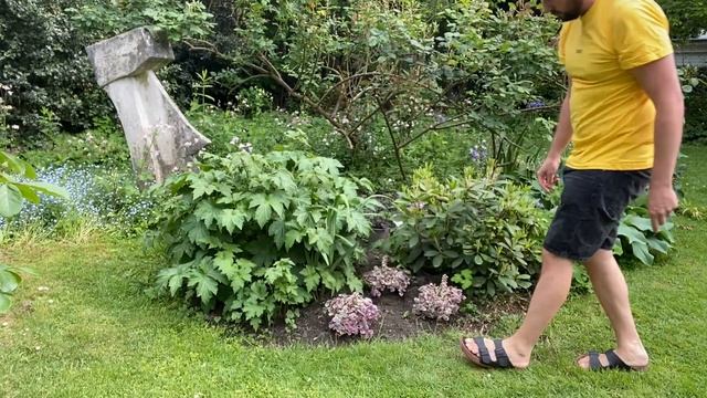 Planting a Black Cohosh (Cimicifuga Ramosa) and Variegated Bugles (Ajuga Reptans) смотреть онлайн
