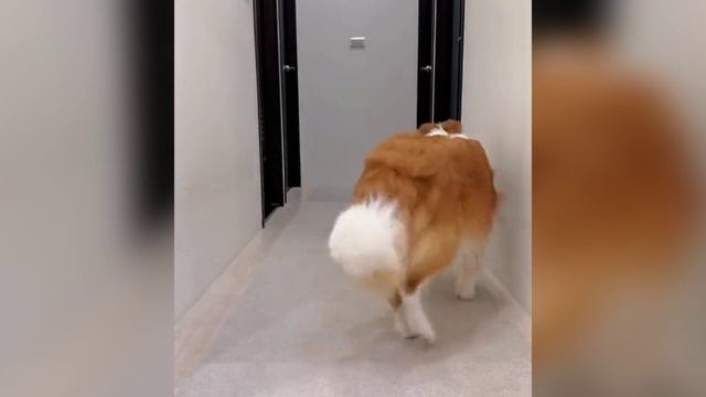 Даже собаки уже научились снимать ТикТоки смотреть онлайн