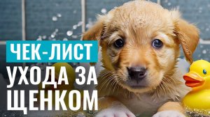 ПРАВИЛА УХОДА ЗА ЩЕНКОМ: Чек-лист САМЫХ НЕОБХОДИМЫХ процедур, к которым следует приучить с рождения!