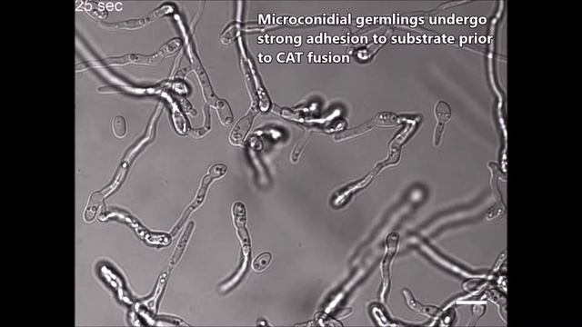 Live-cell imaging of conidial anastomosis tube fusion during colony initiation in Fusarium oxysporu смотреть онлайн