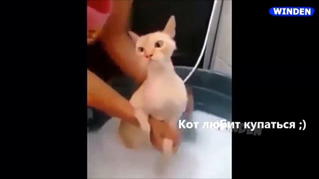 Говорящие коты!? Лучшая подборка 2020.mp4 смотреть онлайн