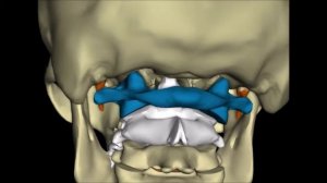 Суставные соединения черепа, атланта, аксиса.