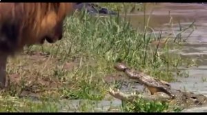 Лев нападает на крокодила.
