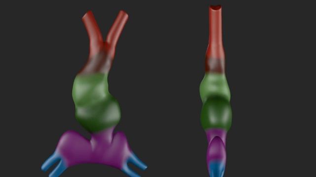 Development of the Heart (3D) смотреть онлайн