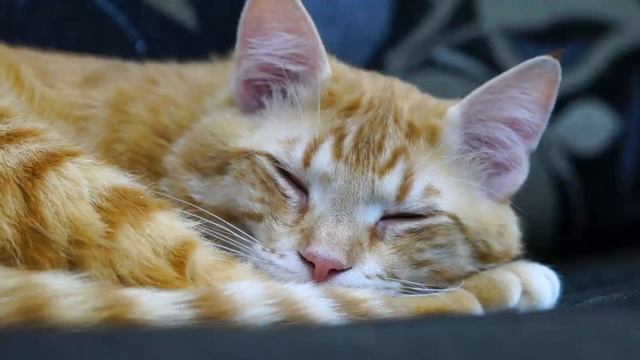 24 Hours of Extremely Relaxing Cat Music! Calming Music for Cats with Anxiety & Stressed смотреть онлайн