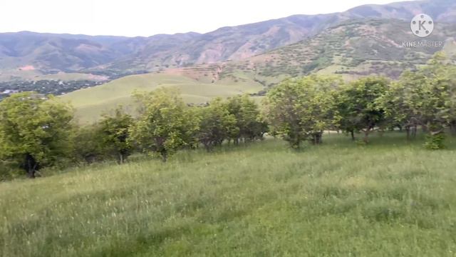 Очень красивое чтение Корана | Хафиз Алишер | 2022 смотреть онлайн