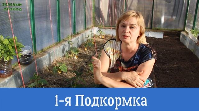 Основные этапы выращивания ОГУРЦОВ от посева до урожая! Советы от ЗЕЛЕНОГО ОГОРОДА! смотреть онлайн