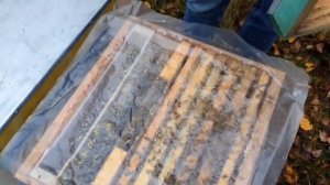 Михаил Гращенко_ Золотое правило зимовки пчел