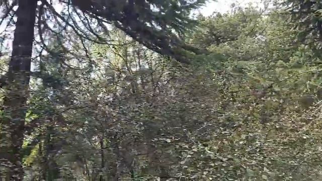 Прогулка по нижней части Никитского ботанического сада! смотреть онлайн