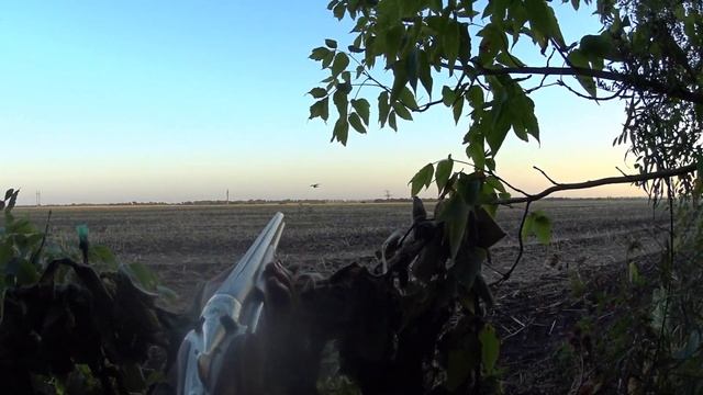 Охота на вяхиря_Весь голубь садится в чучела смотреть онлайн