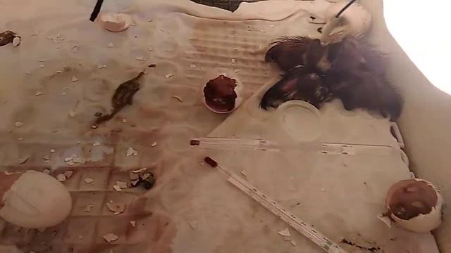 Инкубация мускусных утят, 35-е сутки, итог смотреть онлайн