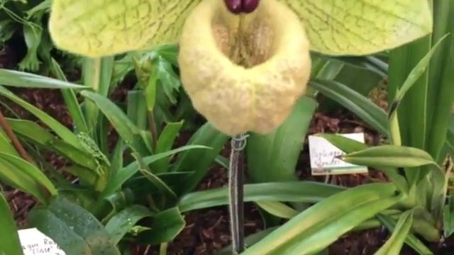 Paphiopedilum Malipoense Www.kopf-orchideen.de