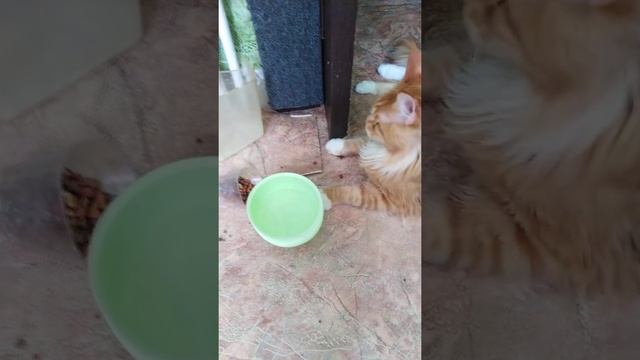 Настоящий Мейкун! смотреть онлайн