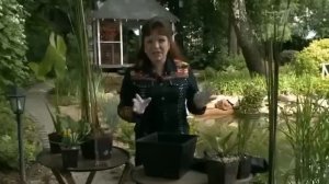 Пруд с осетром / Пруд на участке