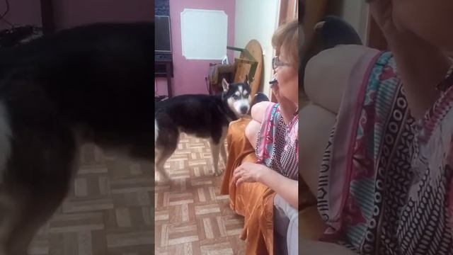 Мишка хаски поет смотреть онлайн