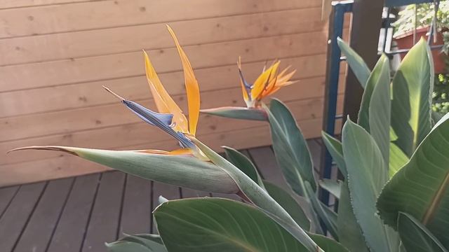 Цитрусовый сад и балкон в декабре смотреть онлайн