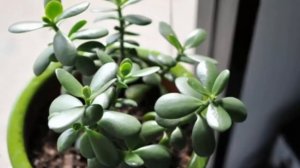 Правила пересадки Денежного дерева. Уход за Красулой после пересадки.