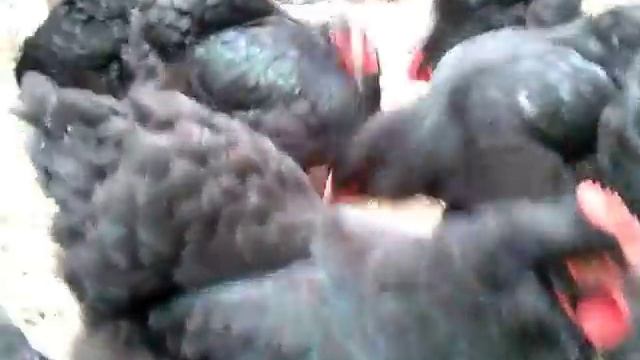 Кохинхин черный. Мои куры. смотреть онлайн