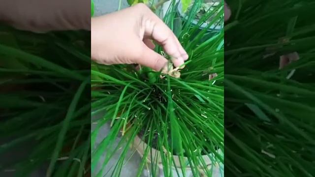 Mirabilis Julapa ,gul e abbasi plant смотреть онлайн