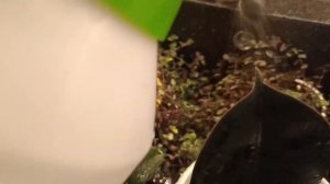 Полив цветов с удобрениями. Монокалий фосфат и Янтарная кислота.