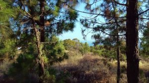 Песня "Калинка-малинка" автор И. Ларионов