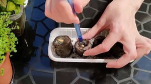 Пахиподиум Ламера из семян.