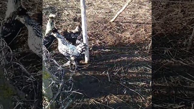 Павловские куры. Серебро. смотреть онлайн