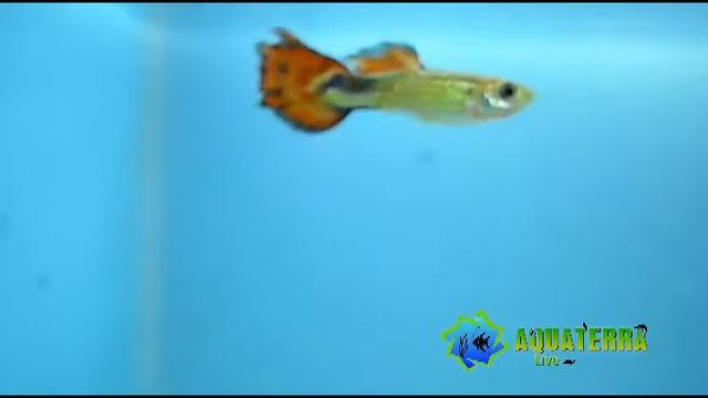 Red Cobra Firetail Guppy Mail - Poecilia reticulata - Красная кобра - Acuario Aquaterra Live смотреть онлайн