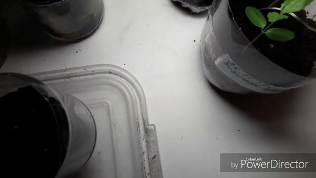 Стройка Вдохновения