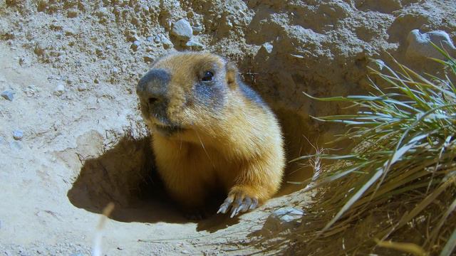 A story of the Himalayan Brown Bears - Deosai National Park | Wildlife Documentary смотреть онлайн