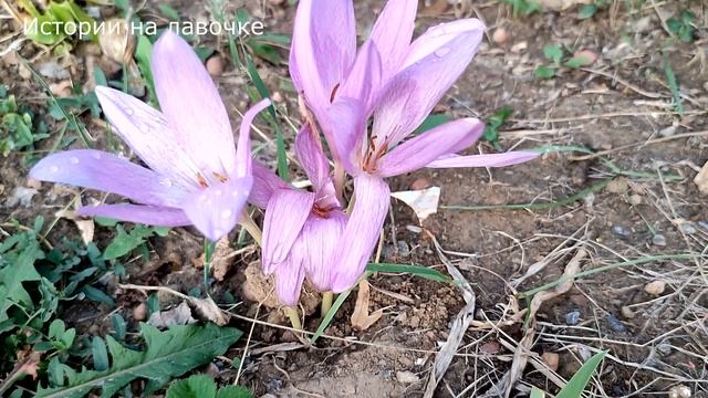 ? Свекровь обижается на все и на всех, но в этот раз это было что-то странное ... смотреть онлайн