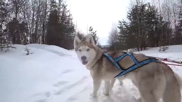 Клуб северных ездовых собак Хаски 186. Ездовой спорт. Еженедельные тренировки. смотреть онлайн