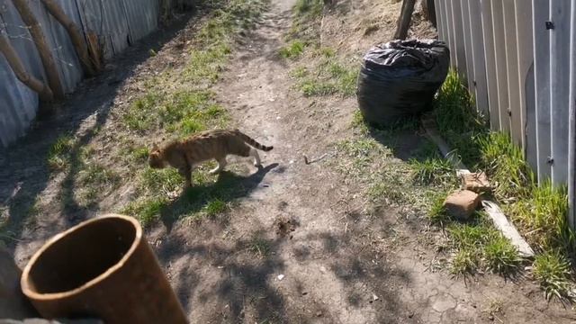 Часть 2 Срочно уезжаем из деревни / Глаз не открылся... смотреть онлайн