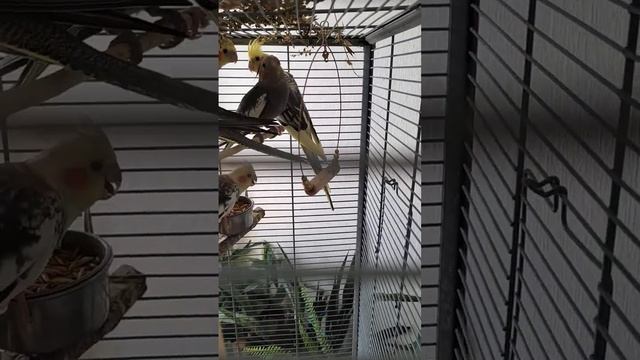 Кореллы ♥️ птенцы 3 месяца? Осенние птенцы ? смотреть онлайн