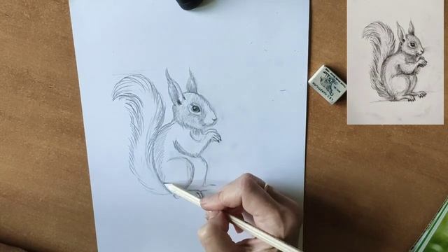 Как нарисовать белку карандашом. Мастер-класс // Short pencil drawing tutorial: squirrel смотреть онлайн