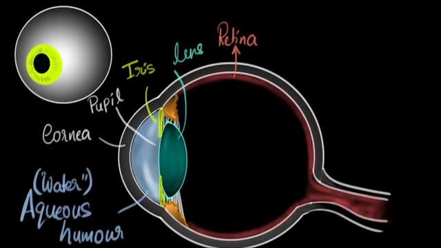 Parts of the eye | Human eye & the colourful world | Khan Academy смотреть онлайн