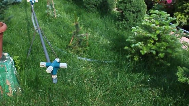 Розы и хвойные июнь2021 смотреть онлайн