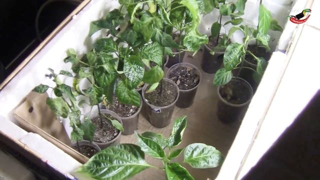 85. Перцы, томаты и кое что еще. смотреть онлайн