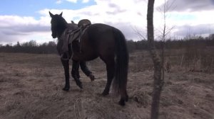 Лошадь в панике. Как успокоить.