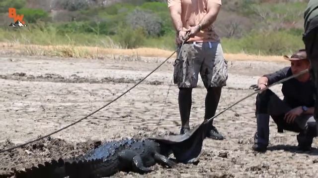 ПОЙМАЛИ КРОКОДИЛА в ТРУБЕ! Огромный американский крокодил Brave Wilderness на русском смотреть онлайн