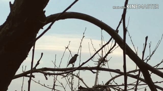 Красивое видео природы Вишня в цвету Весна Природа Beautiful video of nature Короткие видео природы смотреть онлайн