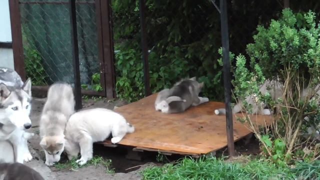 Щенки Хаски играют с самой терпеливой мамой после грозы. смотреть онлайн