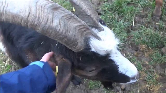 Wir besuchen Jimmys Sohn // Mäddy Lindner смотреть онлайн