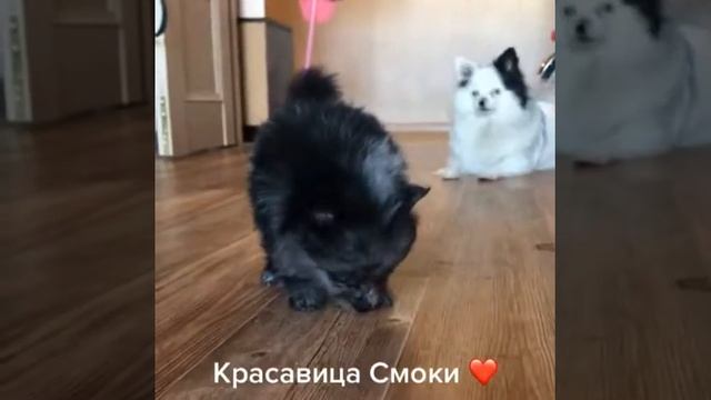 Малышка Смоки шпиц Мерле щенок смотреть онлайн