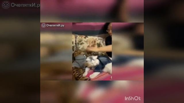 Кошачьи повадки.? смотреть онлайн